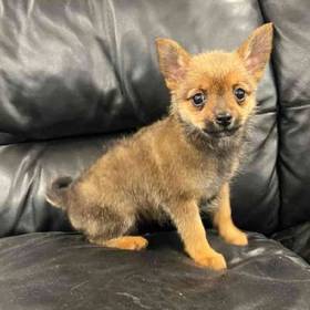 Yorkie-Pom Mix