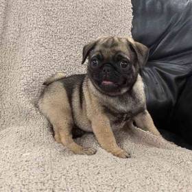 Pug