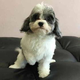Cavapoo