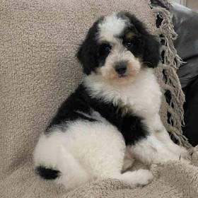 Mini Bernedoodle