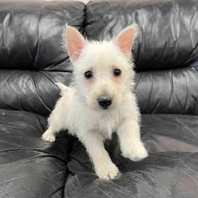 West Highland White Terrier