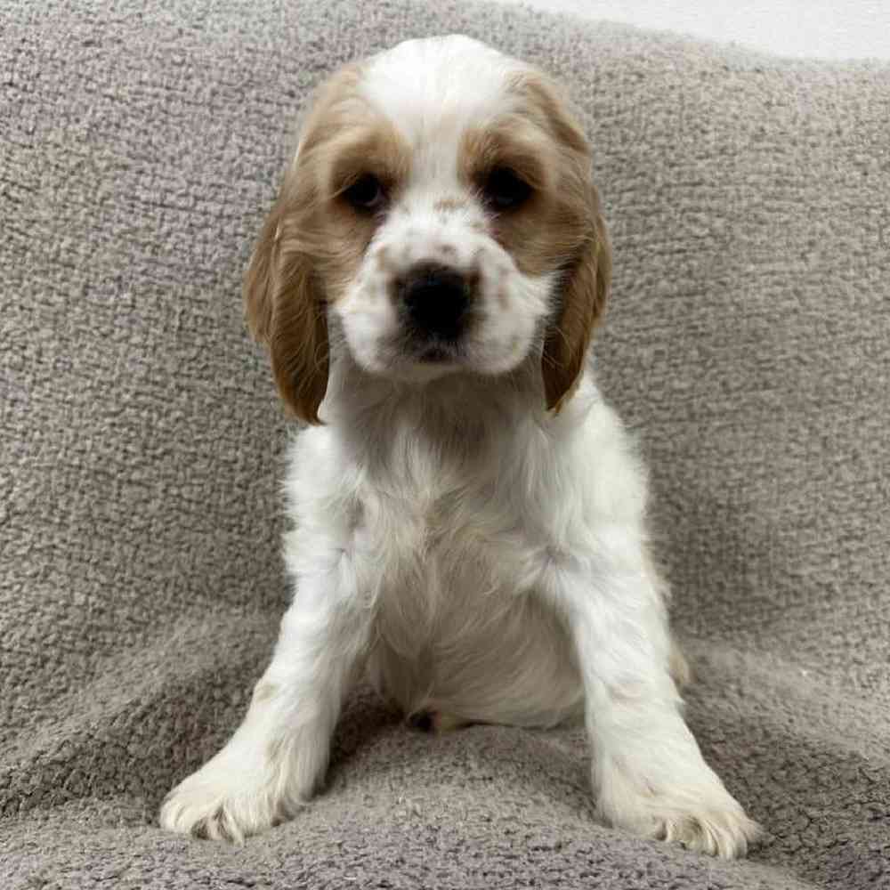 Image of a pet breed in the gallery