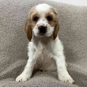 Cocker Spaniel
