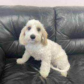Cavachon