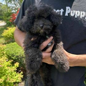 Mini Poodle