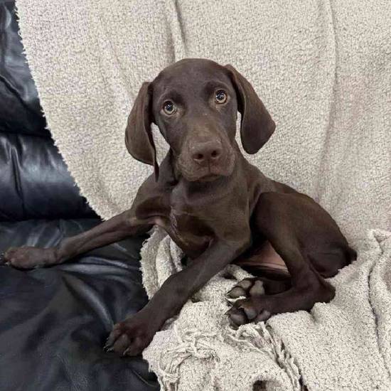 German Shorthaired Pointer