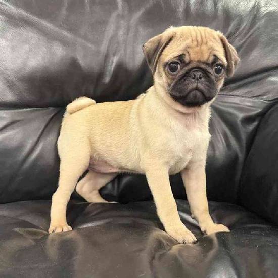 Pug