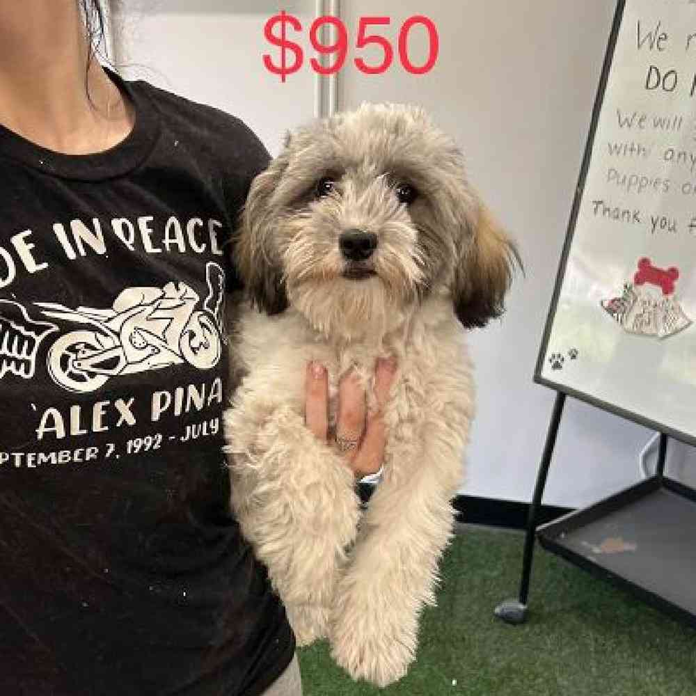 carousel pet images