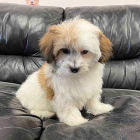 Shih-chon (Teddy Bear)