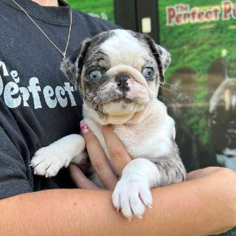 carousel pet images