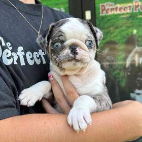 Pug