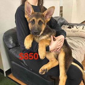German Shepherd