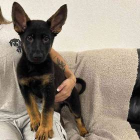 German Shepherd