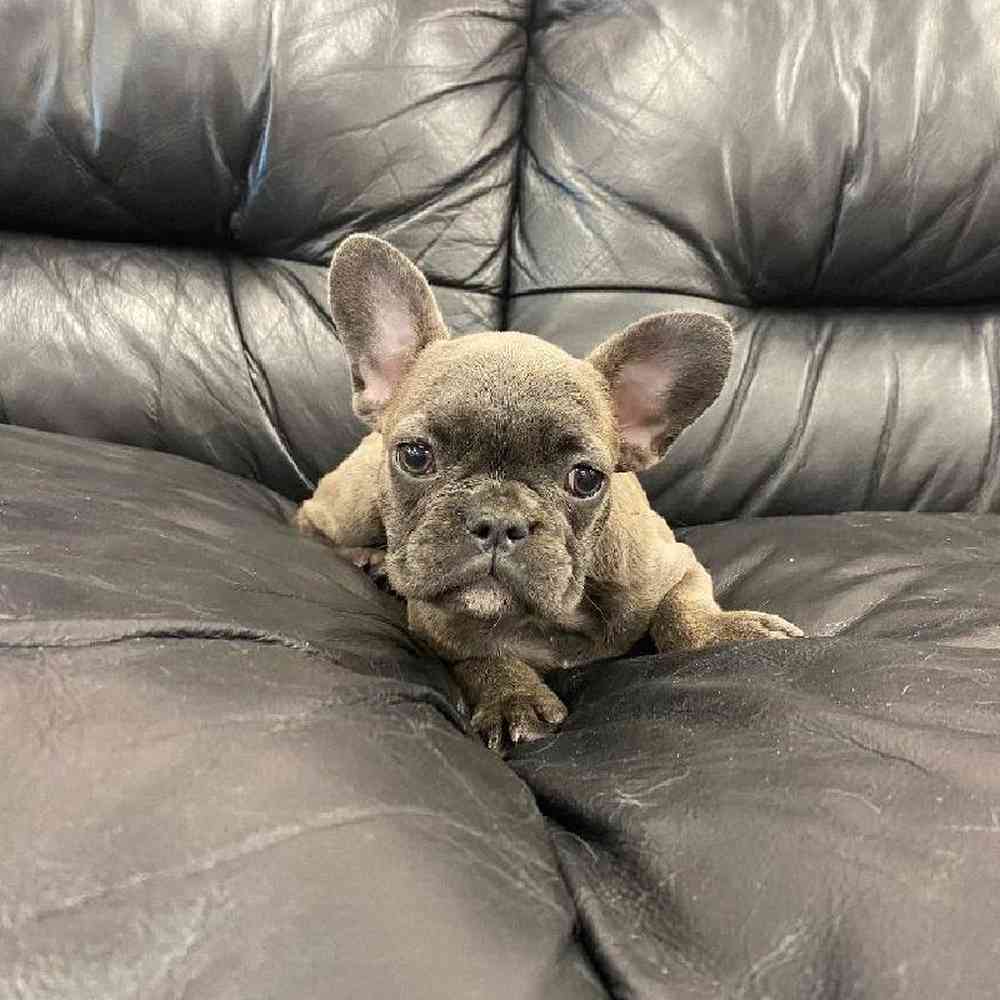French Bulldog Puppy for sale The Perfect Puppy West Warwick