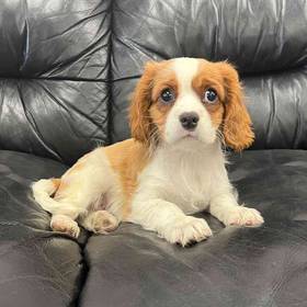 Cavalier King Charles Spaniel