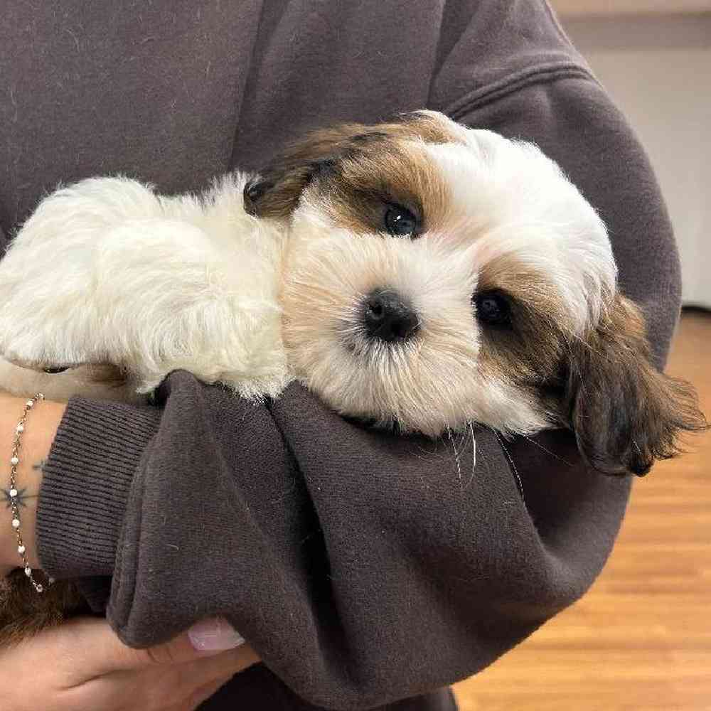 carousel pet images