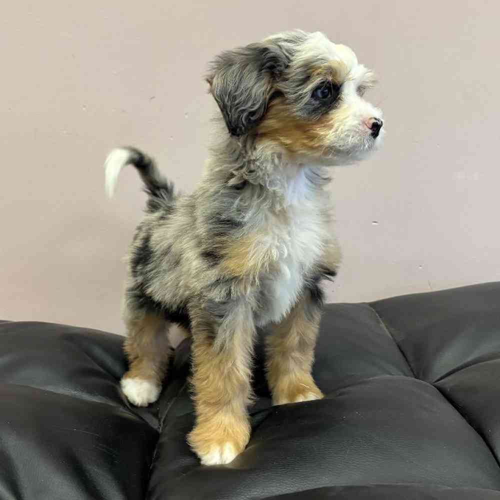 carousel pet images