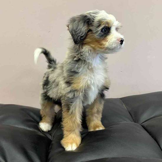 Mini  Bernedoodle