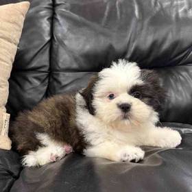 Shih Tzu
