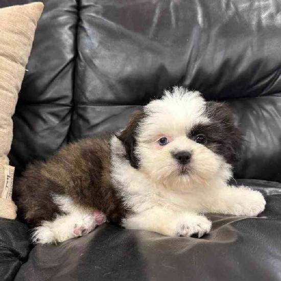 Shih Tzu