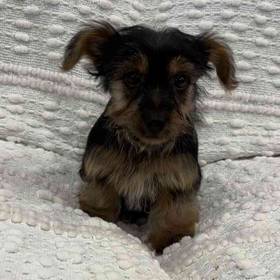 Yorkie