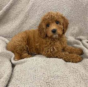 Cavapoo