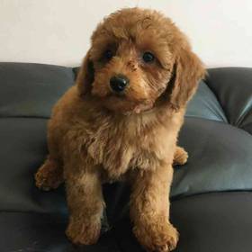Mini Goldendoodle