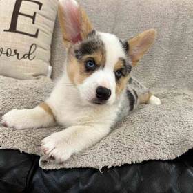 Pembroke Welsh Corgi