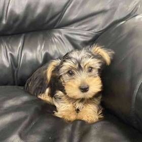Yorkie