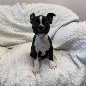 Boston Terrier