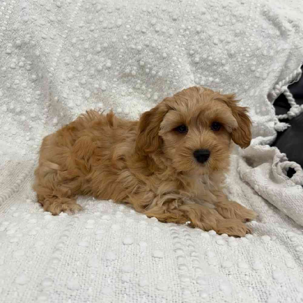 Image of a pet breed in the gallery