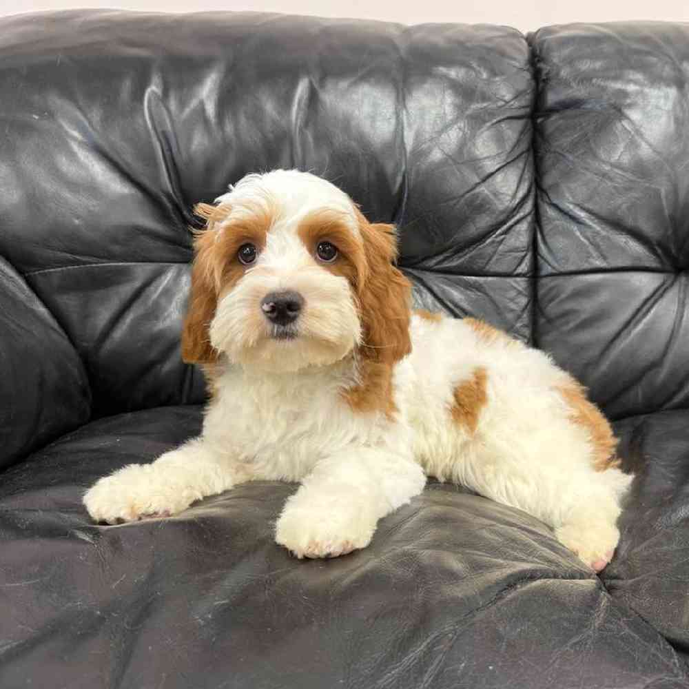 carousel pet images