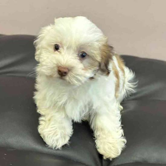 Havanese