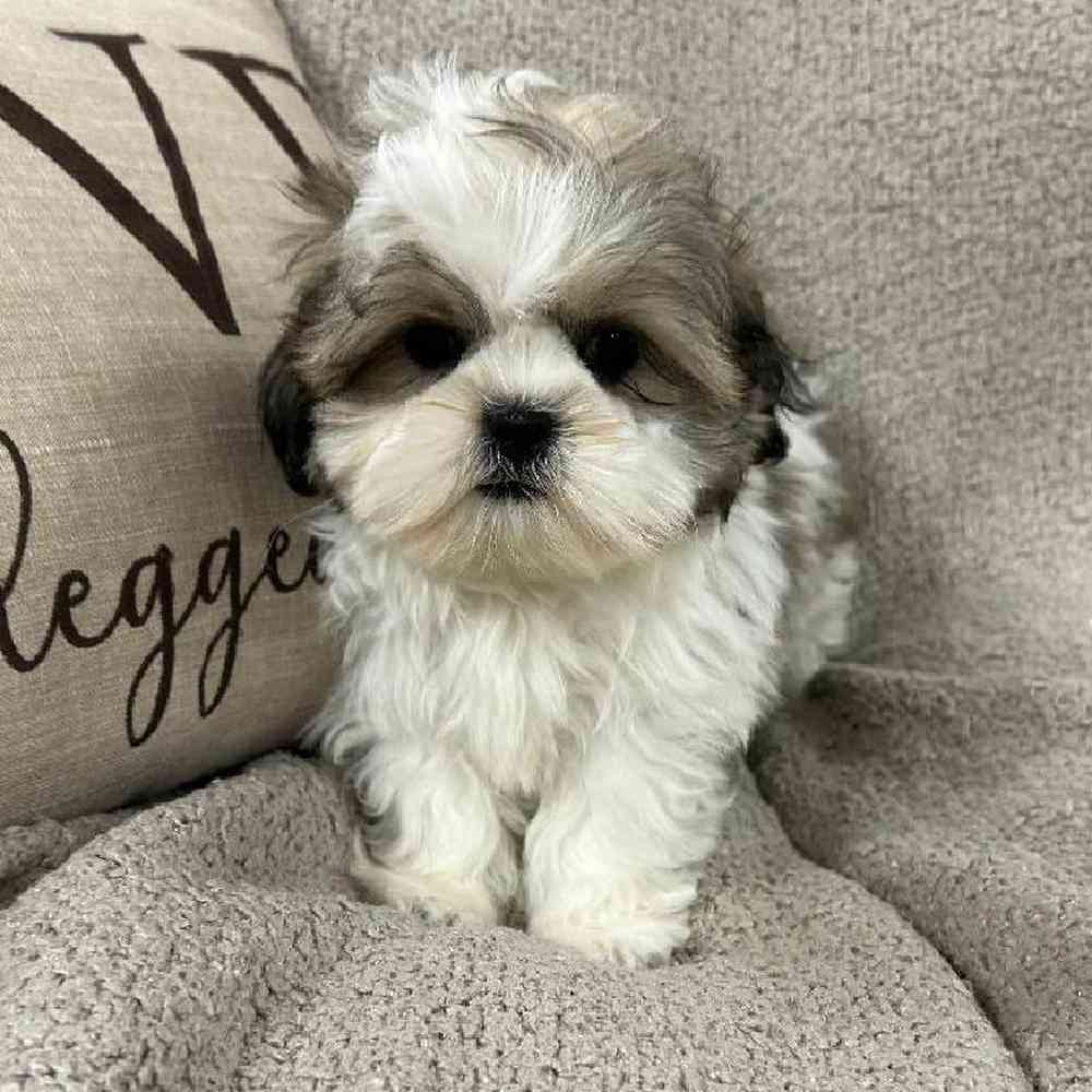 carousel pet images