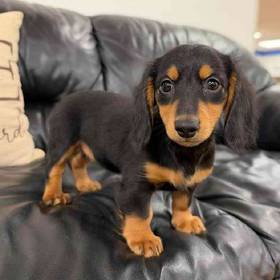 Dachshund