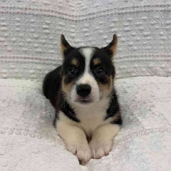 Pembroke Welsh Corgi