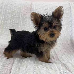 Yorkie