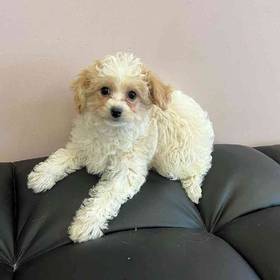 Cavachon
