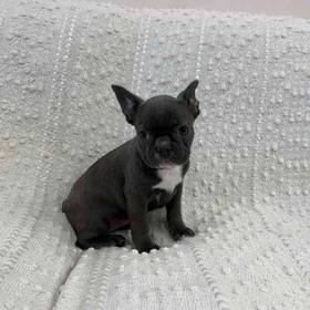 Frenchton