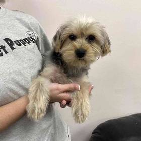 Yorkie