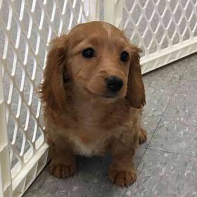 Mini Dachshund