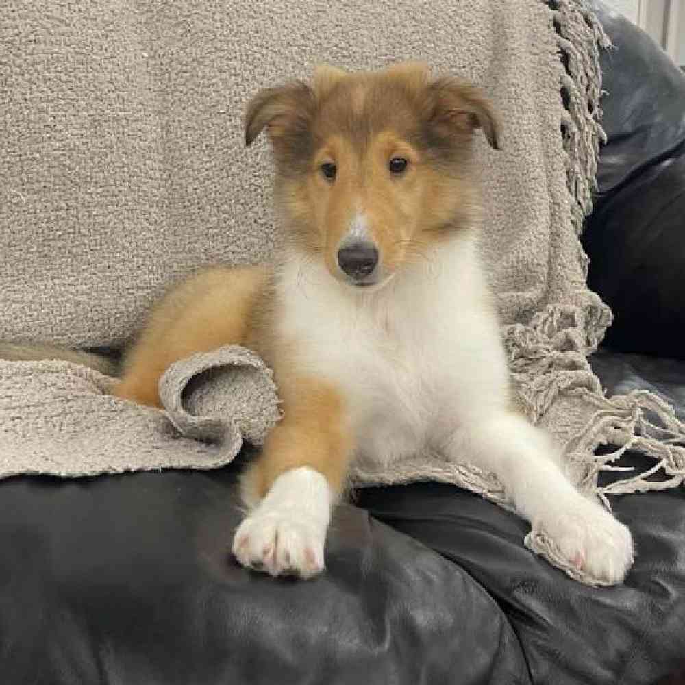 Image of a pet breed in the gallery