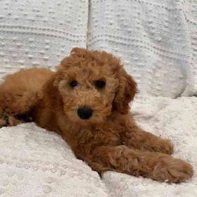 Mini Goldendoodle