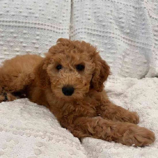 Mini Goldendoodle
